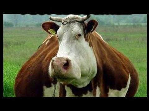 The Fat Cows - YouTube