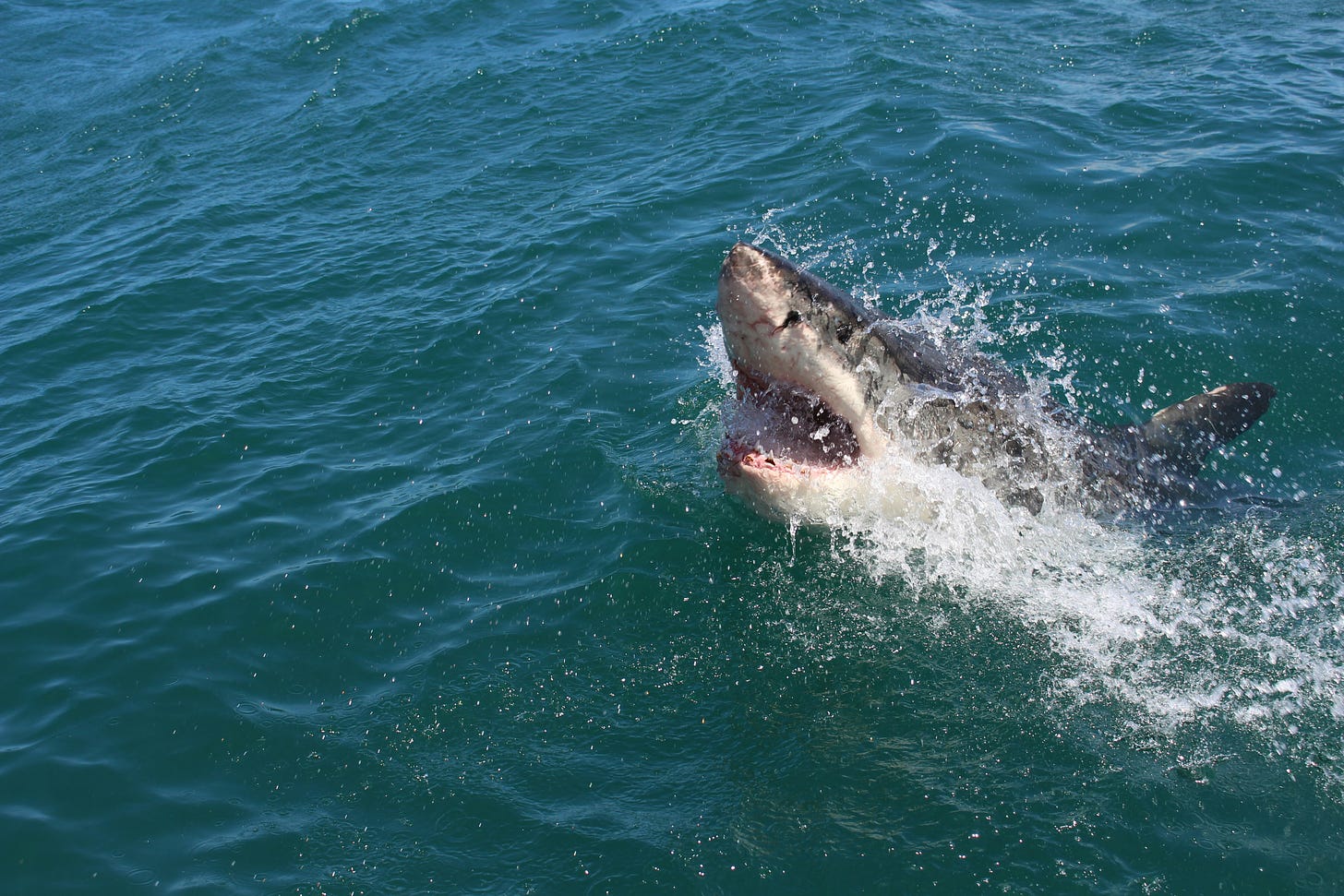 A great white shark jumps out of the water with its mouth open.