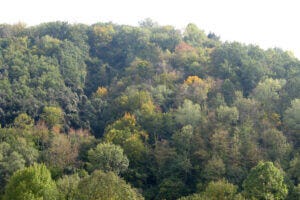 canopy of trees