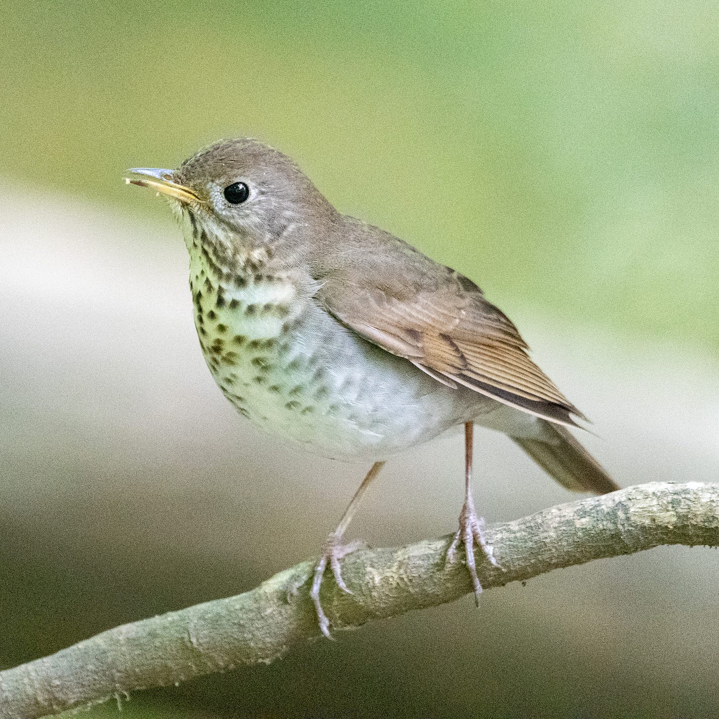 A Bicknell's thrush perched on a branch, leaning forward