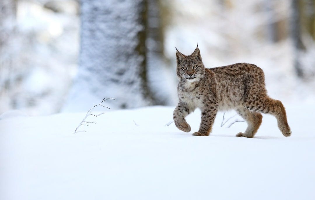 brown and black cat on snow covered ground