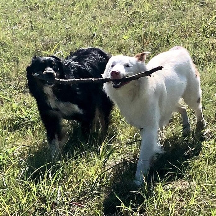 two dogs walk in the grass holding onto one stick