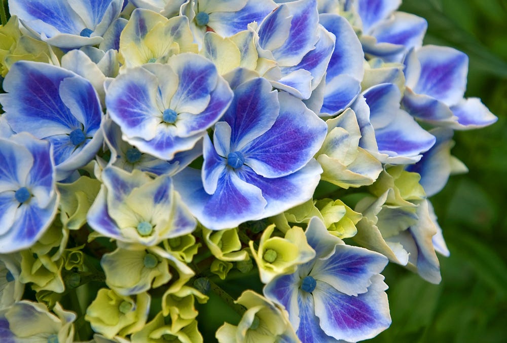 Harlequin hydrangea flowers