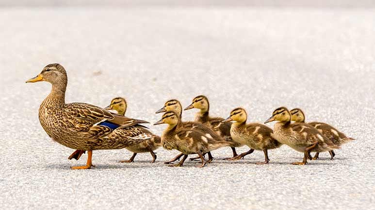 ducks jabbed with bird flu vaccine