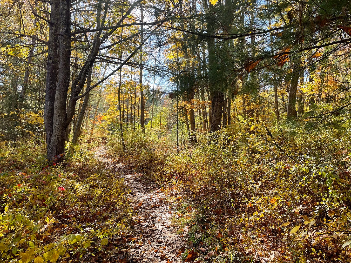 path in woods