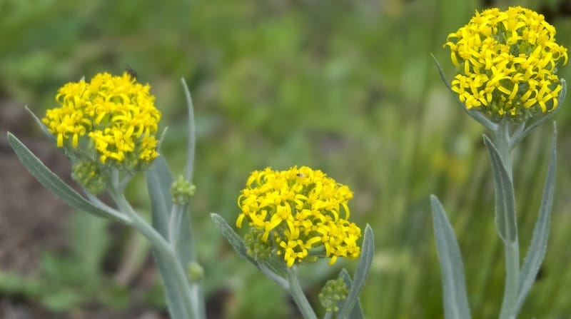 The 3 little sisters, Mt. Albert Goldenrod by Mary Tase