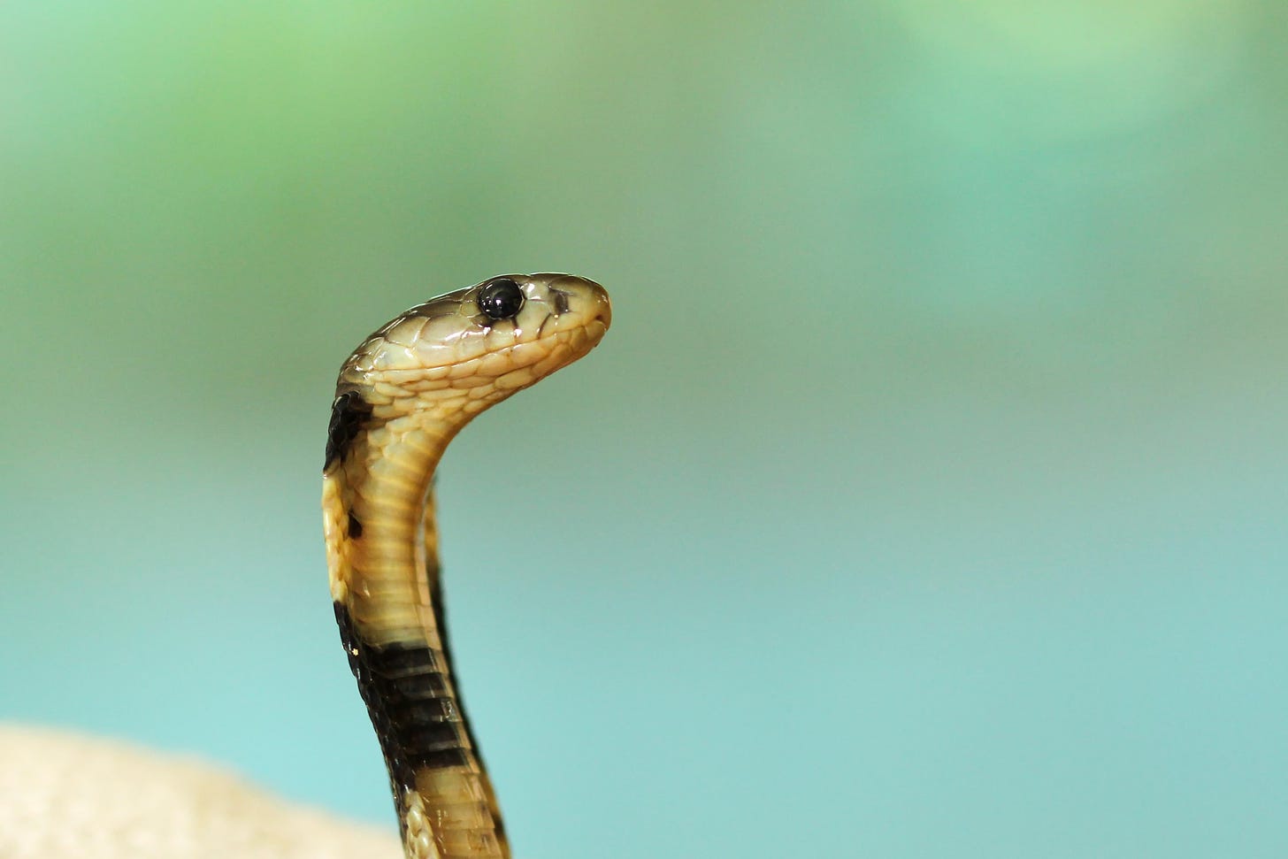 A close-up of the head and neck of a cute and muppet-like black and white cobra taken in Taiwan