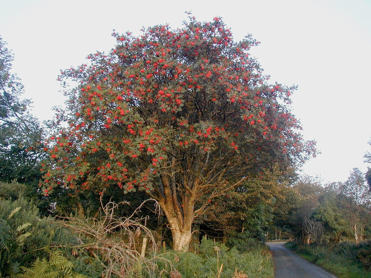 https://commons.wikimedia.org/wiki/File:Rowan_tree_20081002b.jpg