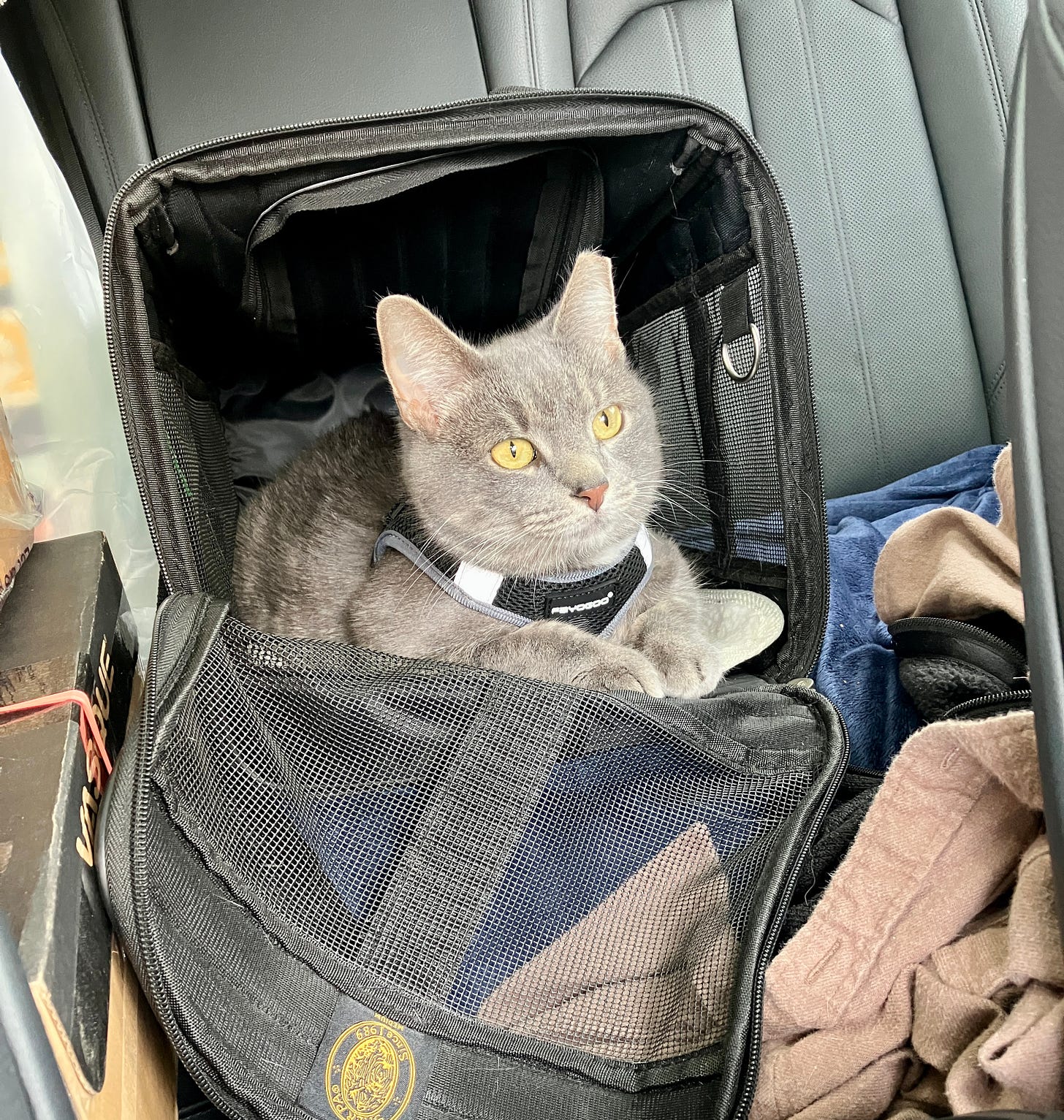 My cat in the back seat of the car in her carrier with the front door open.