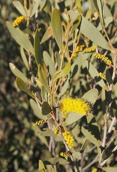 Acacia kempeana [foliage and flowers wikicommons].jpg