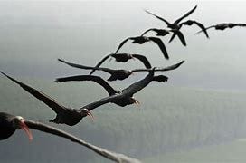 Image result for bird flying formation