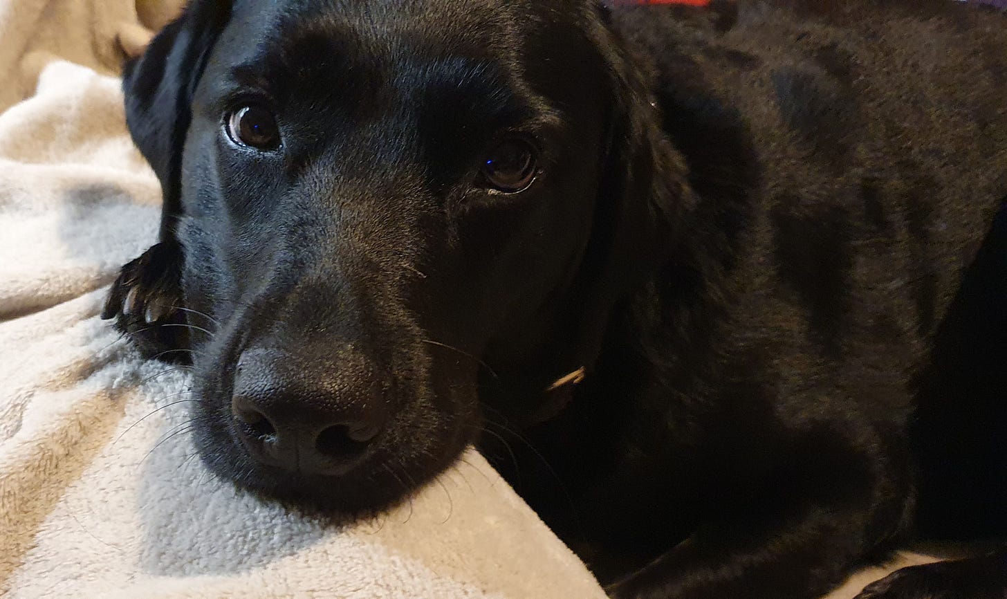 A black labrador face looking calm and relaxed at the camera.