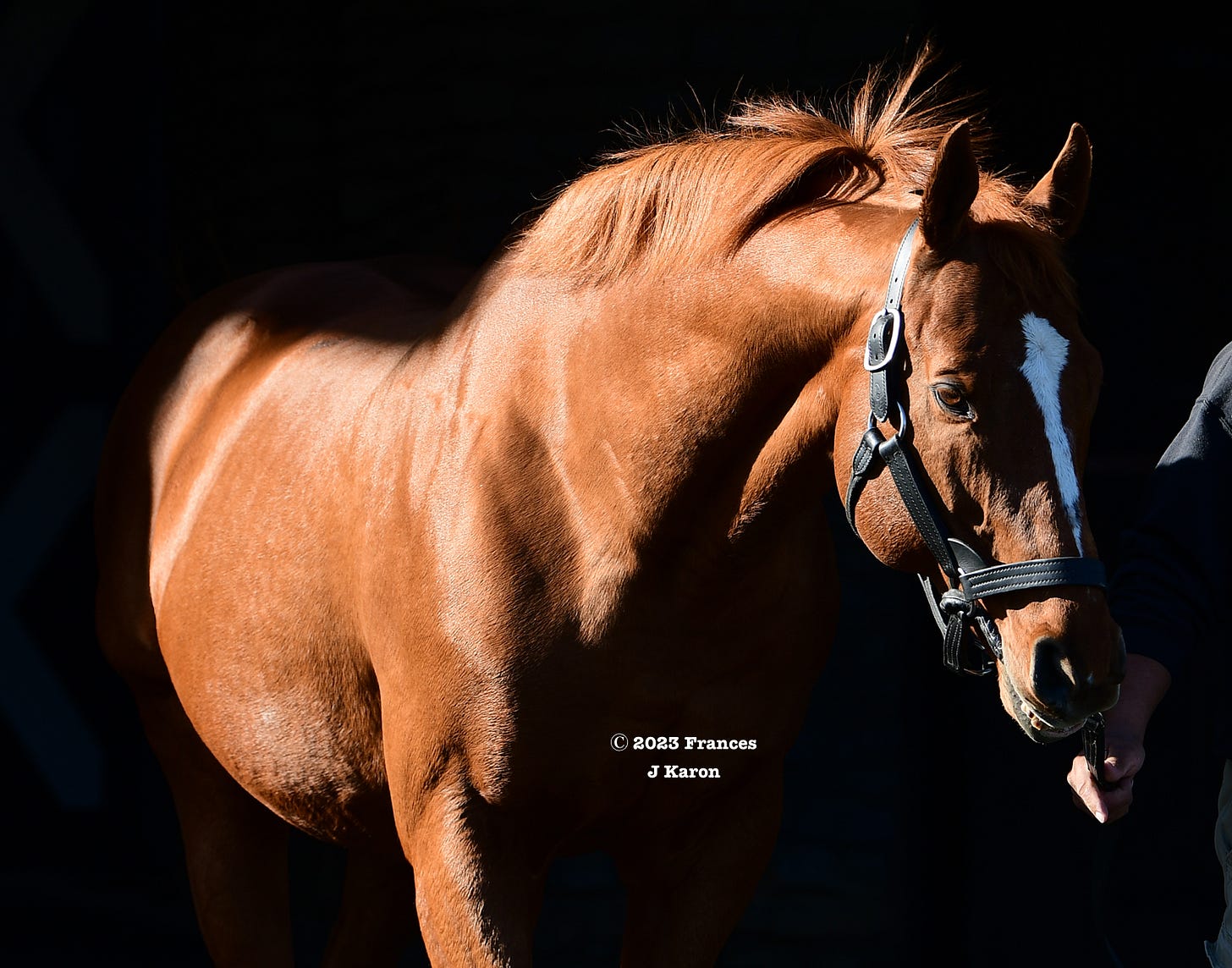 Hill ‘n’ Dale’s stallion Curlin’s influence on the Eclipse Awards is unmatched.