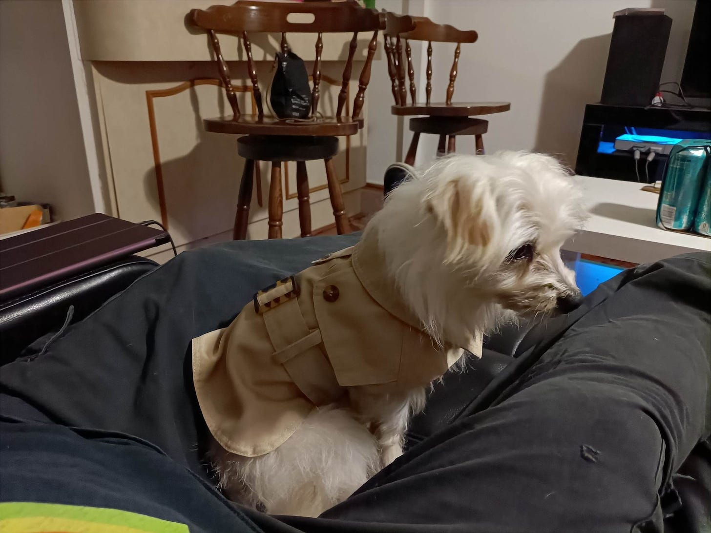 Photo of Donut, a puppy-sized Maltese mix with long white fur, sitting in someone's lap in our living room. He's looking to the side and wearing a faux-Burberry tan trench coat from Kmart.