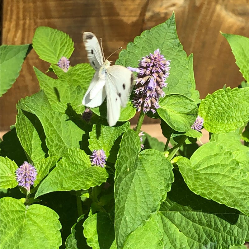 Butterfly on agastache