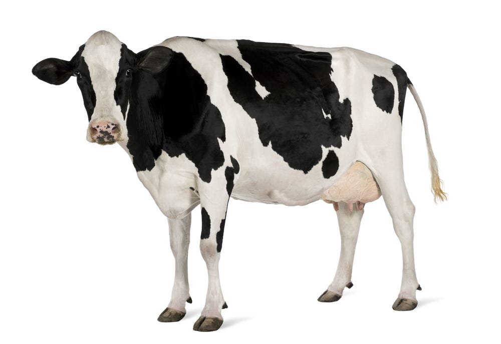 COW definition in American English | Collins English Dictionary