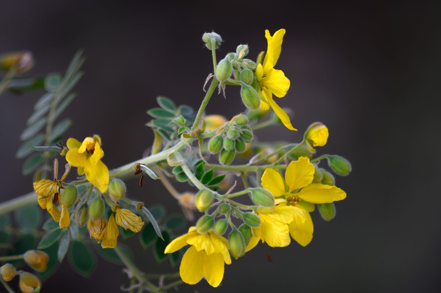 Yellow wildflower blooms against a dark, blurred background