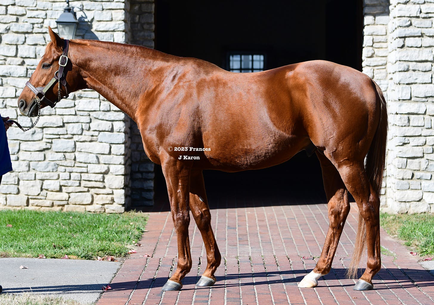 Gun Runner at Three Chimneys Farm last November.