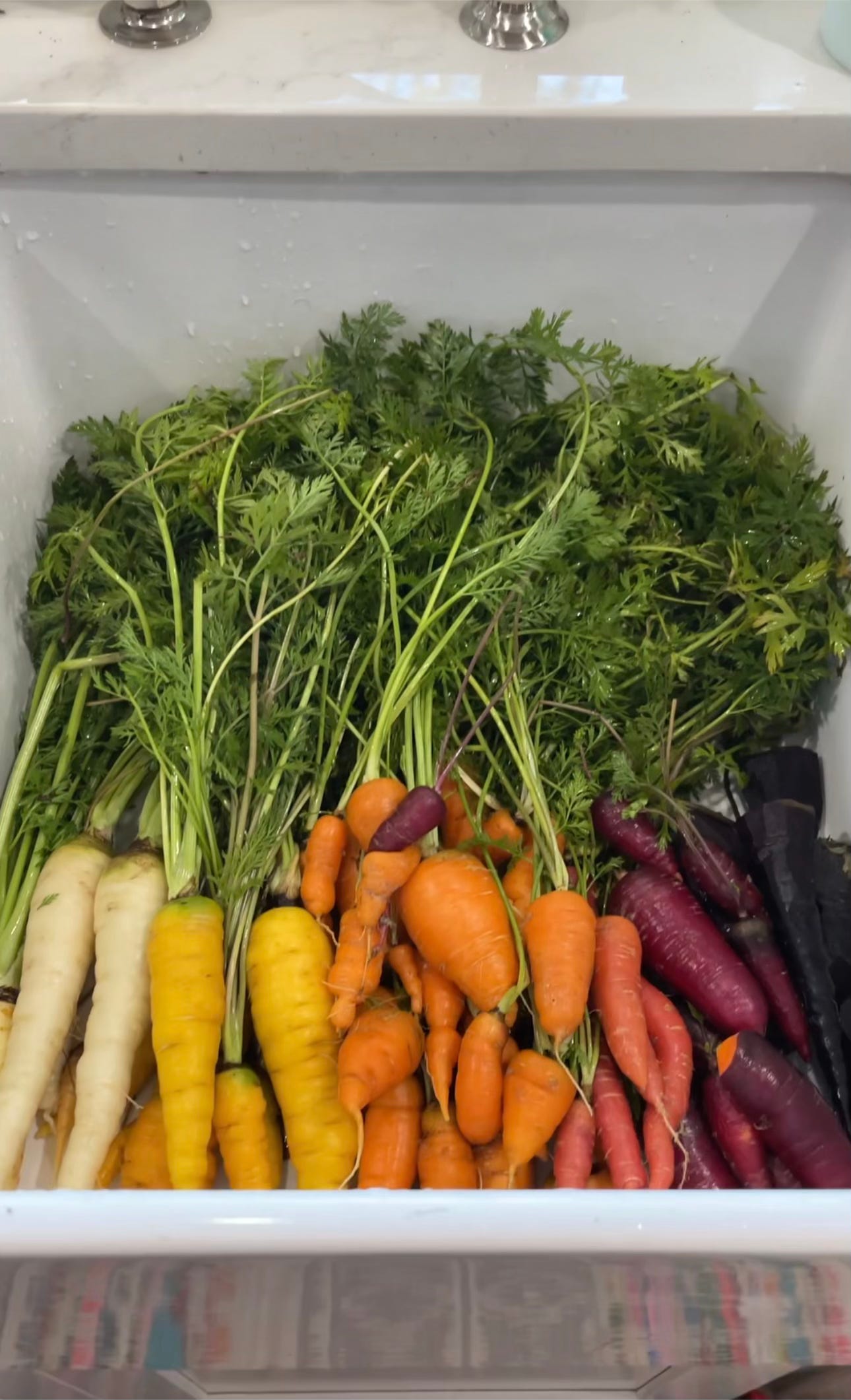 A white sink filled with a rainbow array of white, yellow, orange and purple carrots.