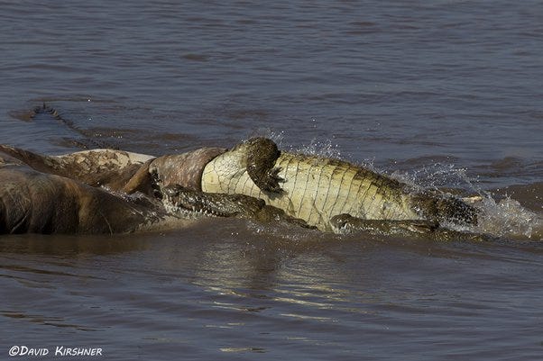 What is a crocodile's 'death roll'? Why do they do it? - Quora