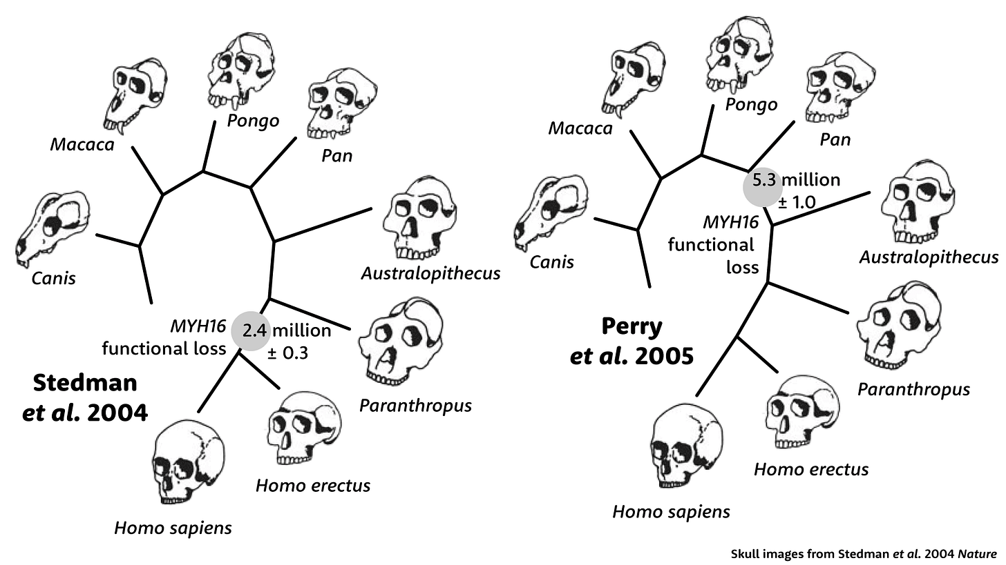 Tree of relationship of Canis, Macaca, Pongo, Pan, Australopithecus, Paranthropus, Homo erectus, and Homo sapiens under the two models of MYH16 evolution Tree of relationship of Canis, Macaca, Pongo, Pan, Australopithecus, Paranthropus, Homo erectus, and Homo sapiens under the two models of MYH16 evolution