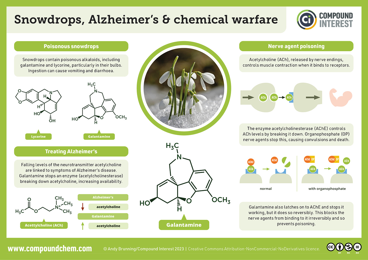 Infographic on snowdrops, Alzheimer's and chemical warfare. Snowdrops contain poisonous alkaloids which, if they are eaten, can cause vomiting and diarrhoea. Falling levels of the neurotransmitter acetylcholine are associated with Alzheimer's disease. Galantamine stops an enzyme that breaks acetylcholine down. Organophosphate nerve agents target an enzyme that breaks down acetylcholine; galantamine can bind reversible to this enzyme, blocking the nerve agents. 