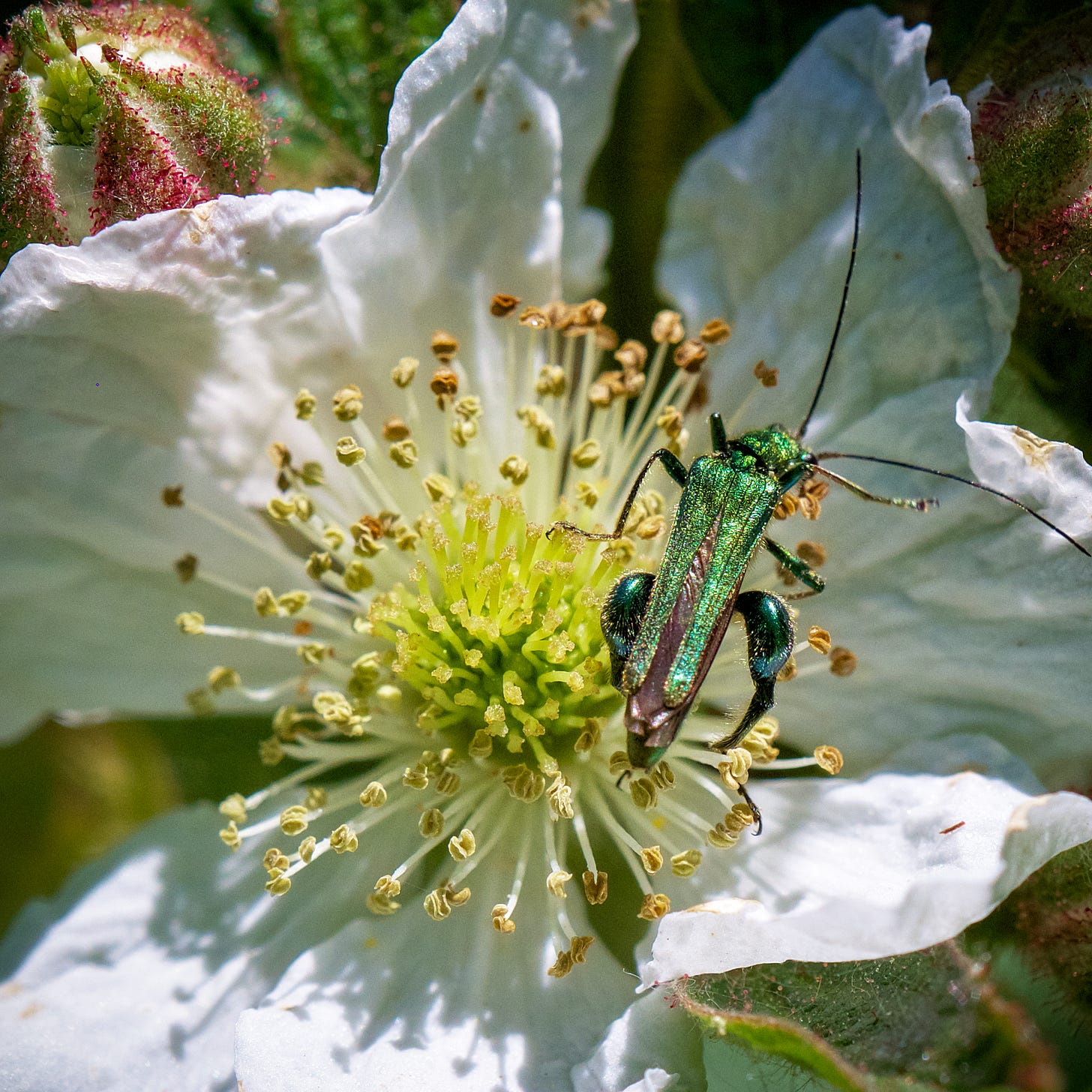 Thick-legged Flower Beetle on bramble flower,