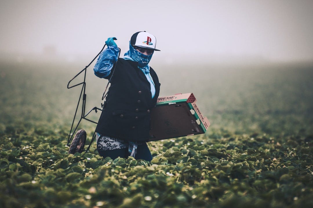 Strawberry Picking // Field workers in California are almost exclusively immigrants who work at back-breaking labor to support themselves and their families. Remember them with gratitude the next time you're buying produce. Strawberry Picking // Field workers in California are almost exclusively immigrants who work at back-breaking labor to support themselves and their families. Remember them with gratitude the next time you're buying produce.