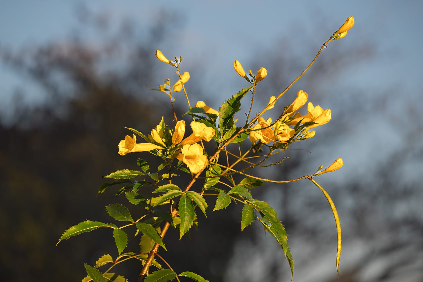 The yellow blooms of the Esperanza bush against a blurred backround of sky and tree branches