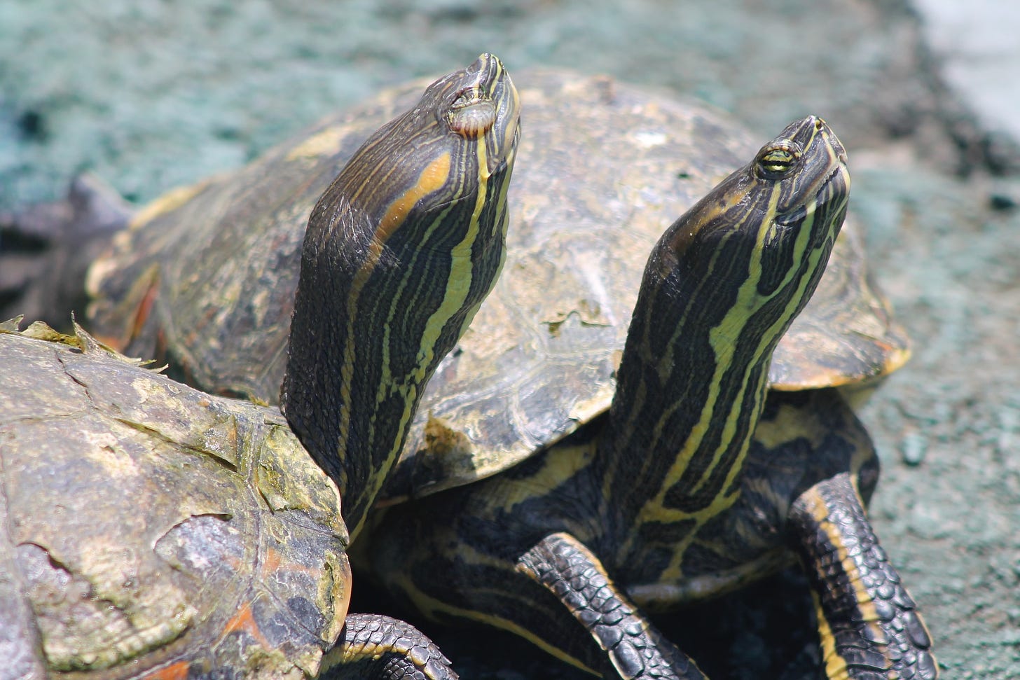 Nicaraguan Turtles
