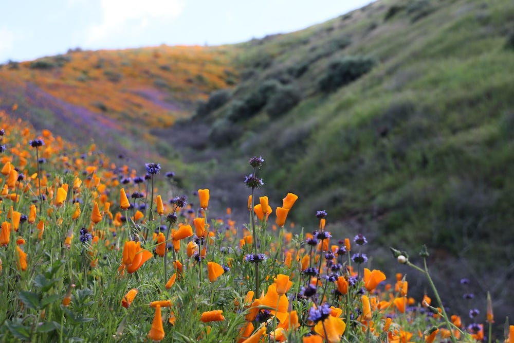 Where to See Wildflowers Near San Diego • Scripps AMG