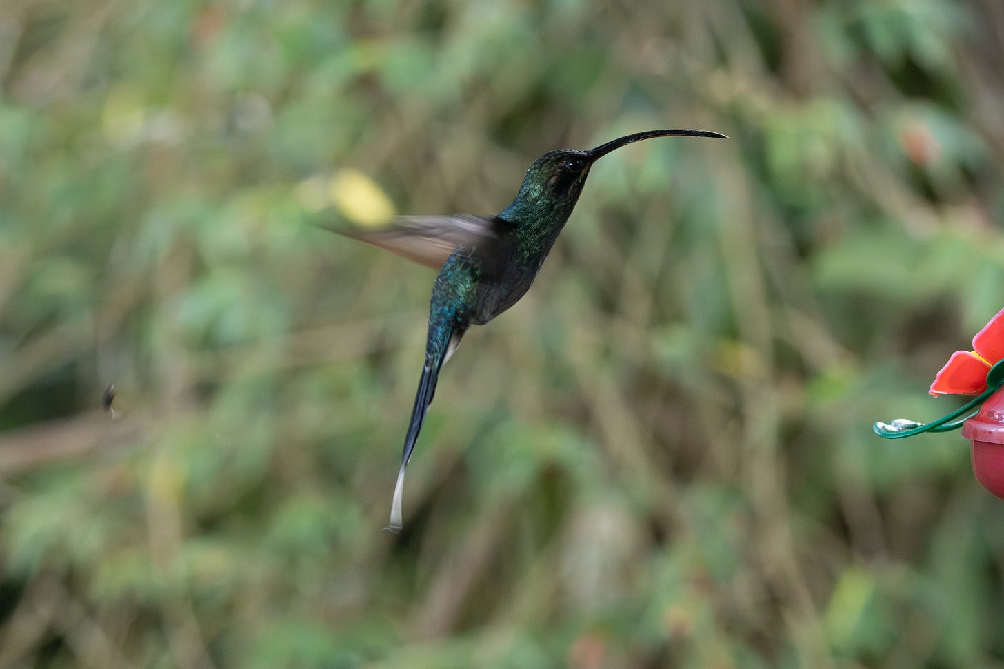 a large, green hummingbird hovering. it has a long tail with white at the tip and a very long, downcurved beak.
