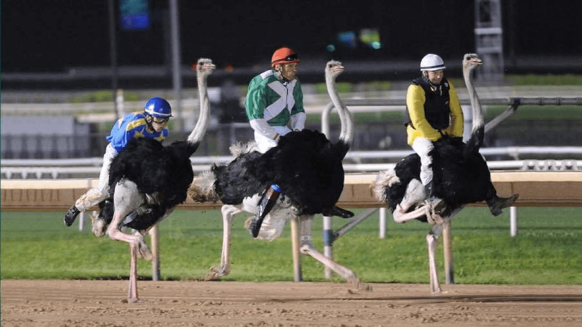 ostrich racing image portraying strange sports