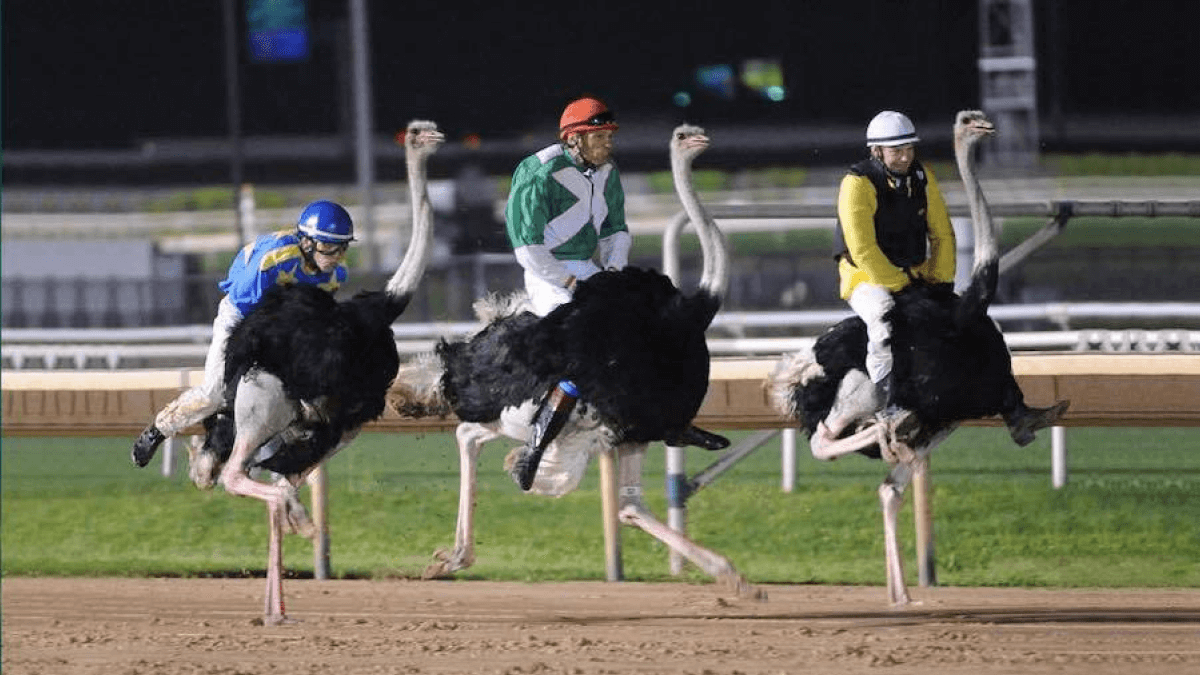 11 Weird Sports From Around The World