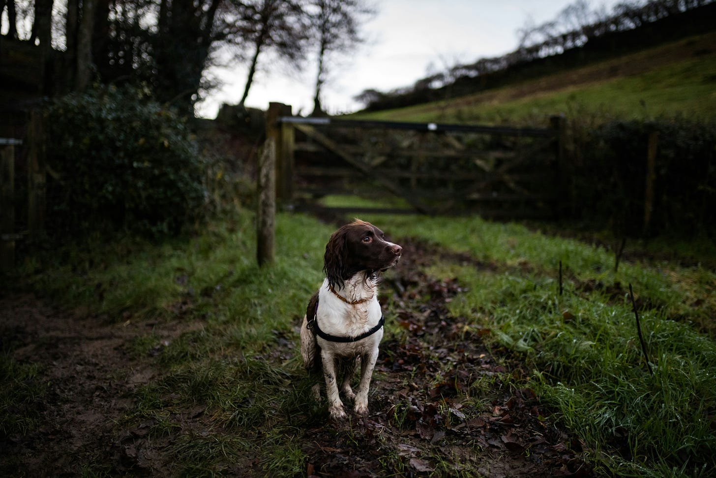 dog on a muddy path
