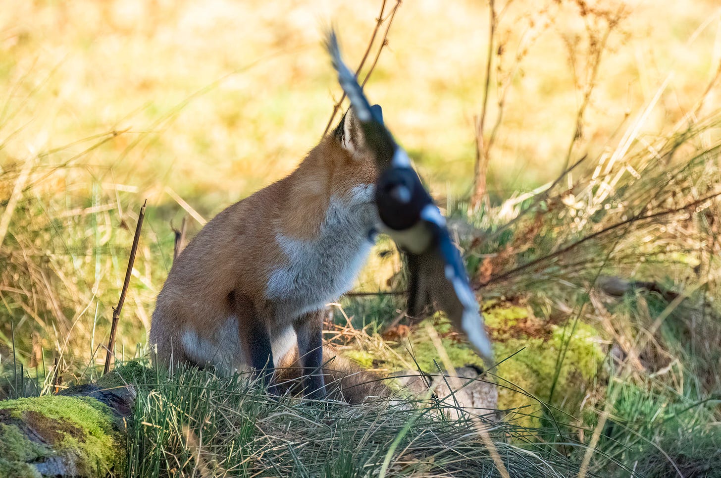 Photo of a red fox sitting on a log partially obscured by a magpie flying in front of it