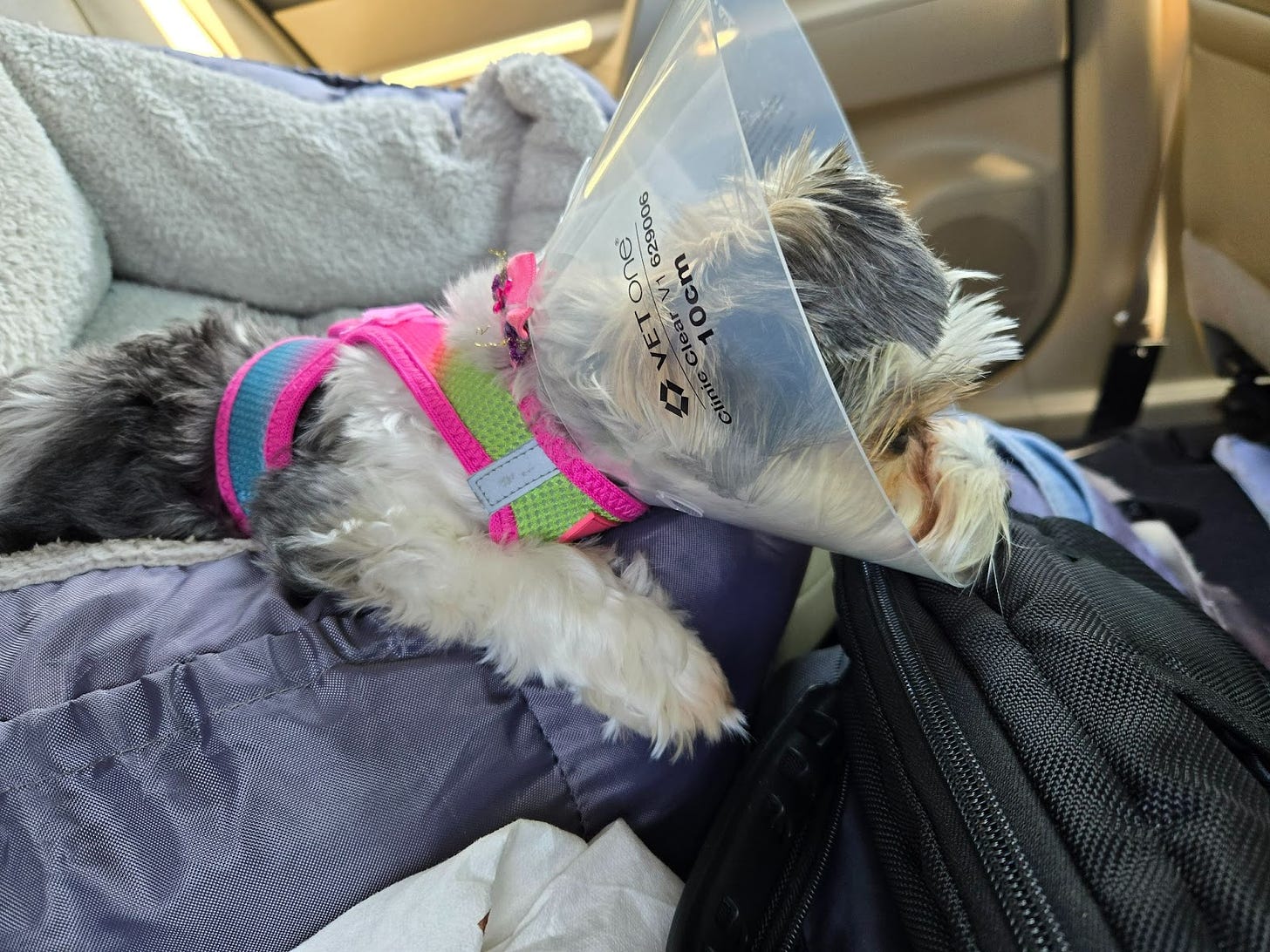 Dog lying down with a cone fastened to her head