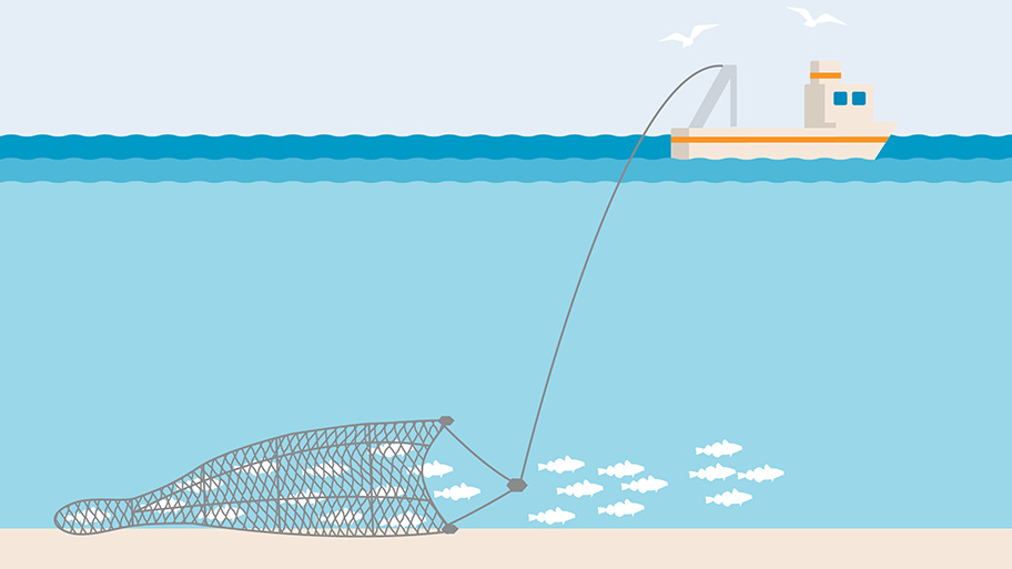 What is Bottom Trawling | Marine Stewardship Council