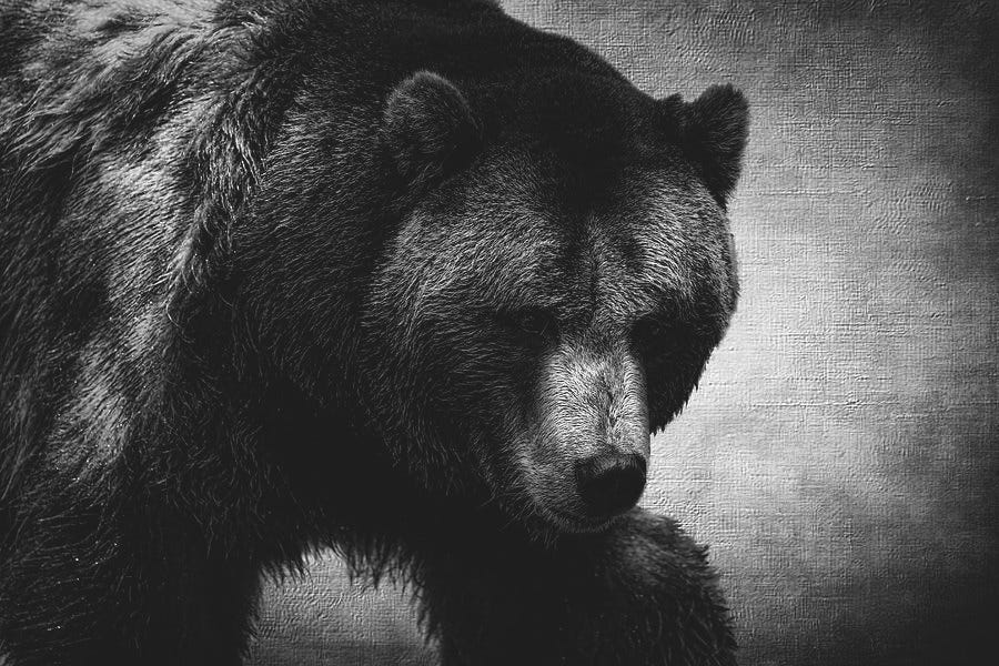 Grizzly Bear Black and White Photograph by Judy Vincent - Pixels