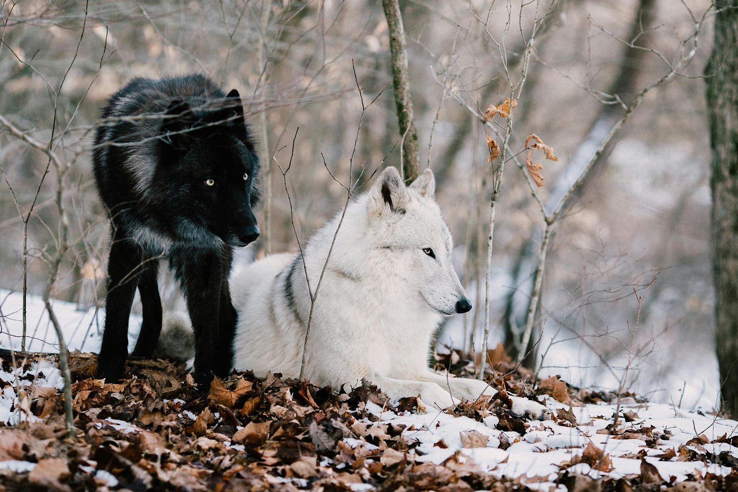 Foto di due lupi, uno nero e uno bianco.