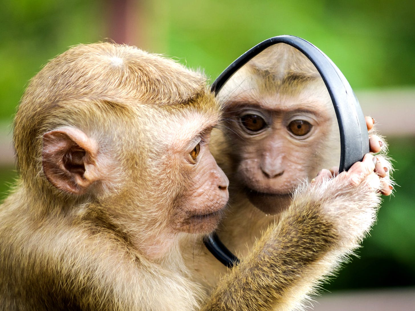 Closeup of a juvenile monkey (probably a pig-tailed macaque) holding a detached automobile side mirror almost touching its face. The monkey has large, close-set brown eyes and short tan fur but a naked face, ears, and fingers. It is in profile to the camera, but its reflection in the mirror is straight on.