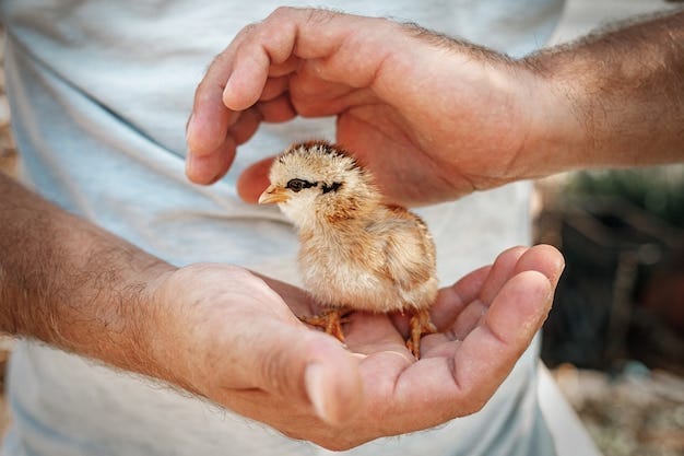 Premium Photo | Close up of hand holding a newborn chick