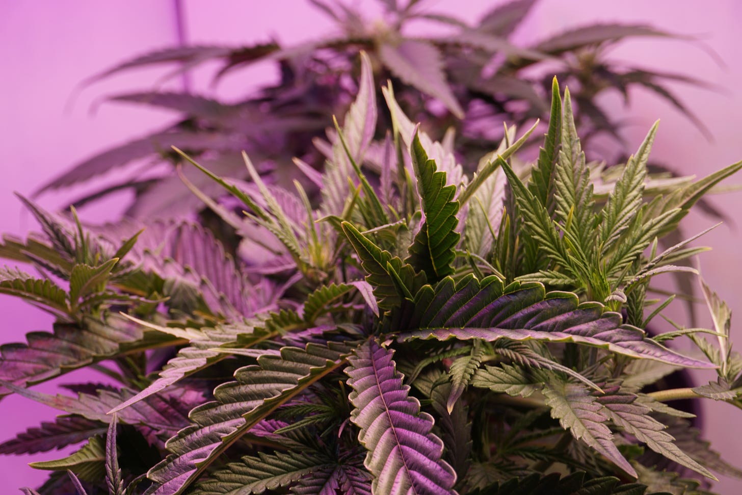 Tall, green, cannabis plants growing under purple lights. 