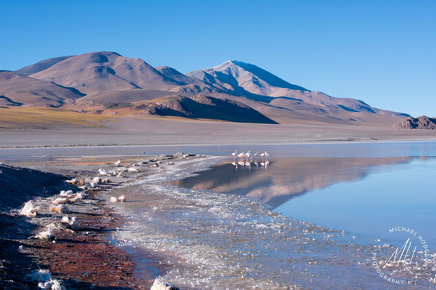 Beautiful Laguna Grande in Argentina, with its shoreline lined with dead flamingos, killed by the bird flu. 