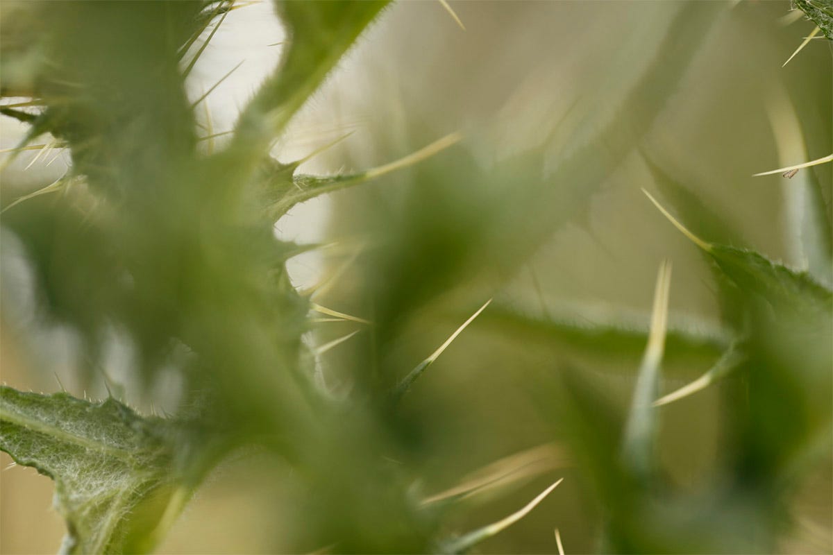 Sharply spined green leaves of spear thistle (Cirsium vulgare)