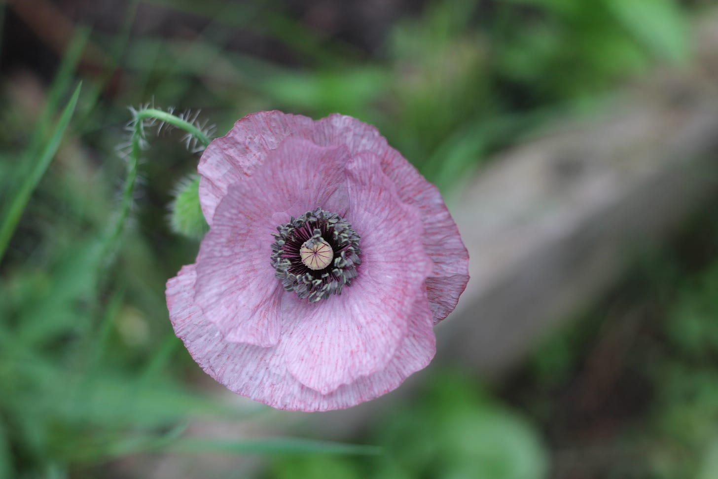 A single plum coloured poppy with three layers of petals and grey sepals