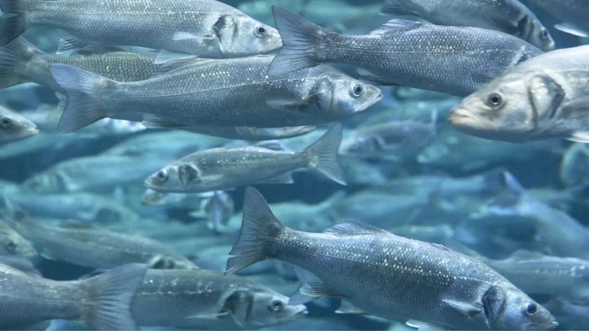 French team plans to hatch fish in space to test future Moon-based aquaculture