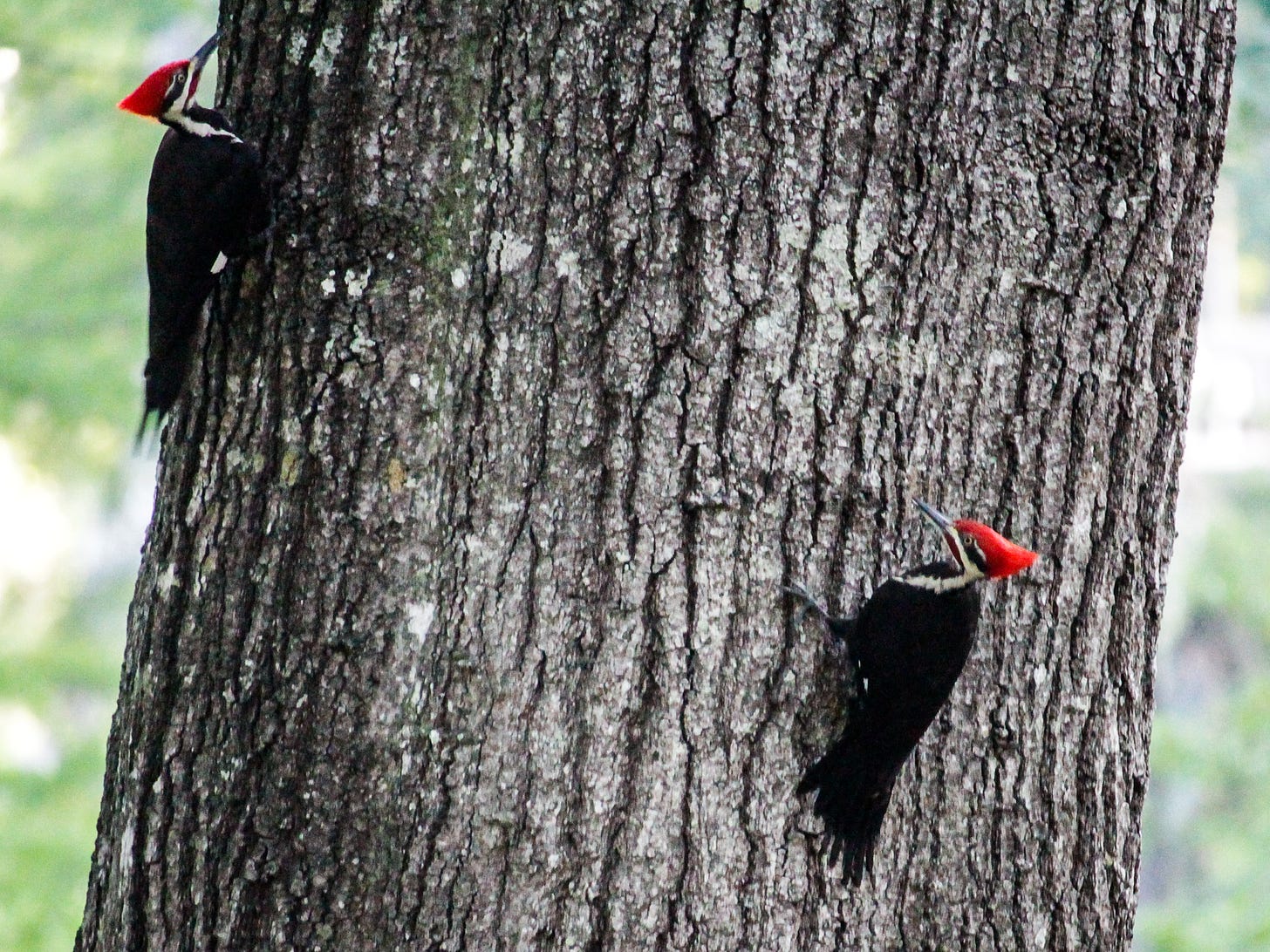 Pileated woodpeckers