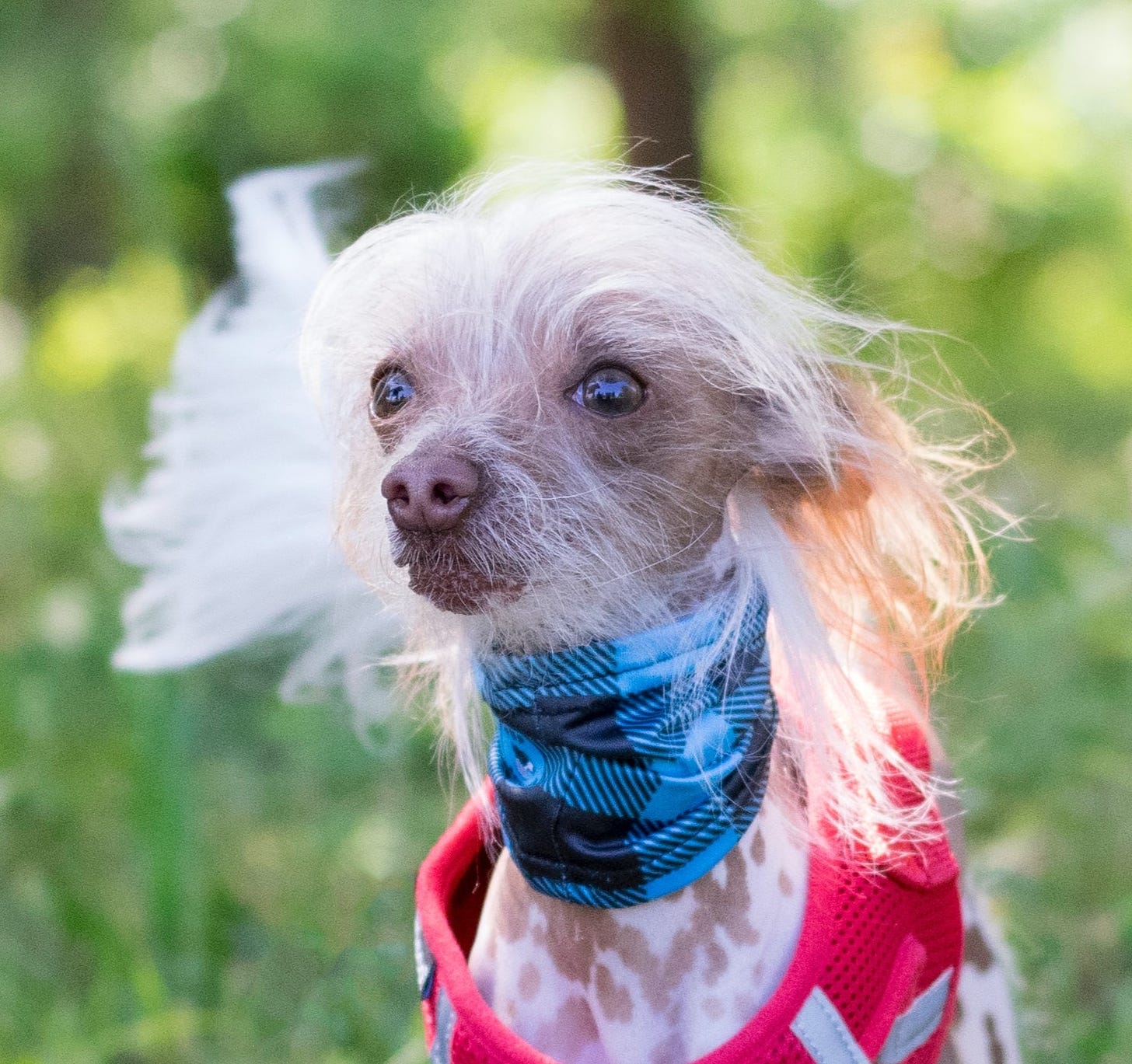 Chinese crested dog outside staring longingly at camera