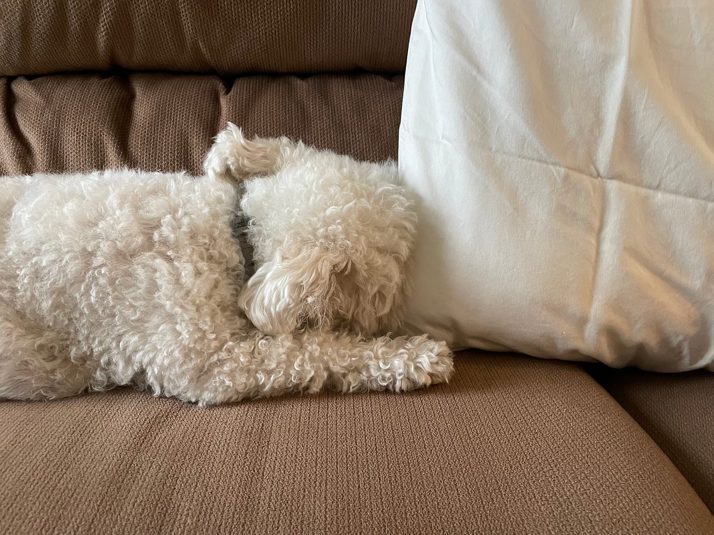 A white fluffy dog buries his head into the side of a white pillow. Both are atop a light brown couch.